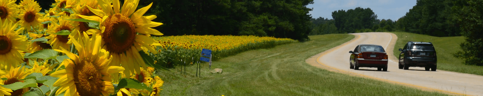 Sunflowers on the side of the road